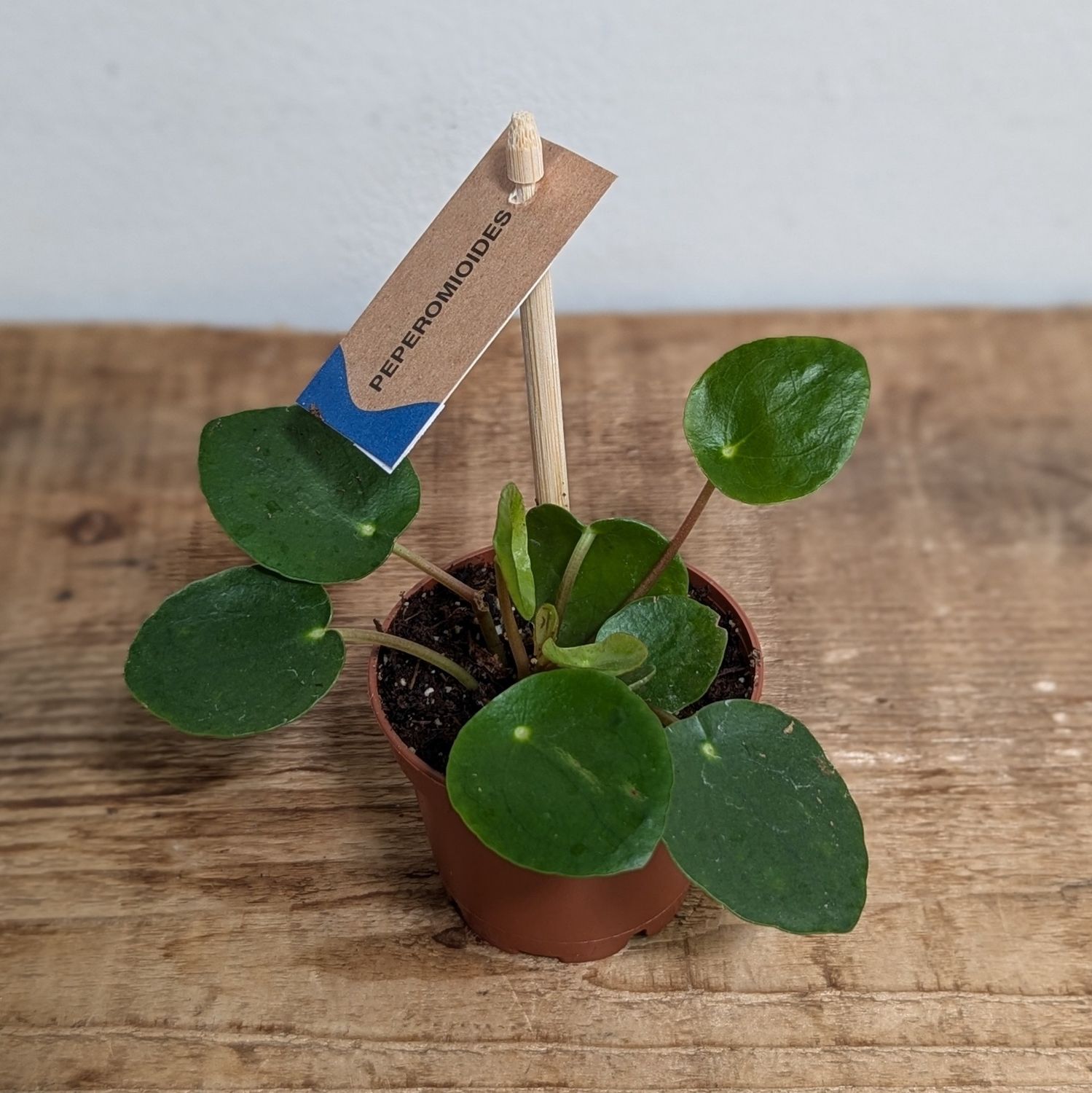 2.5&quot; Pilea Peperomioides