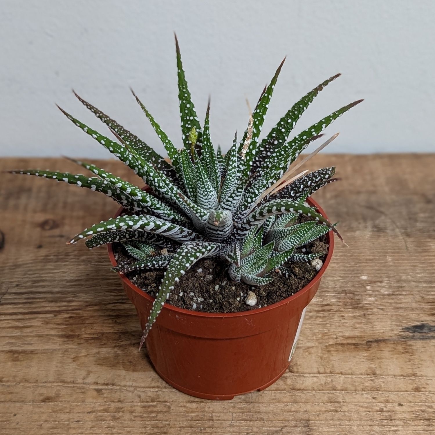 4&quot; Haworthia