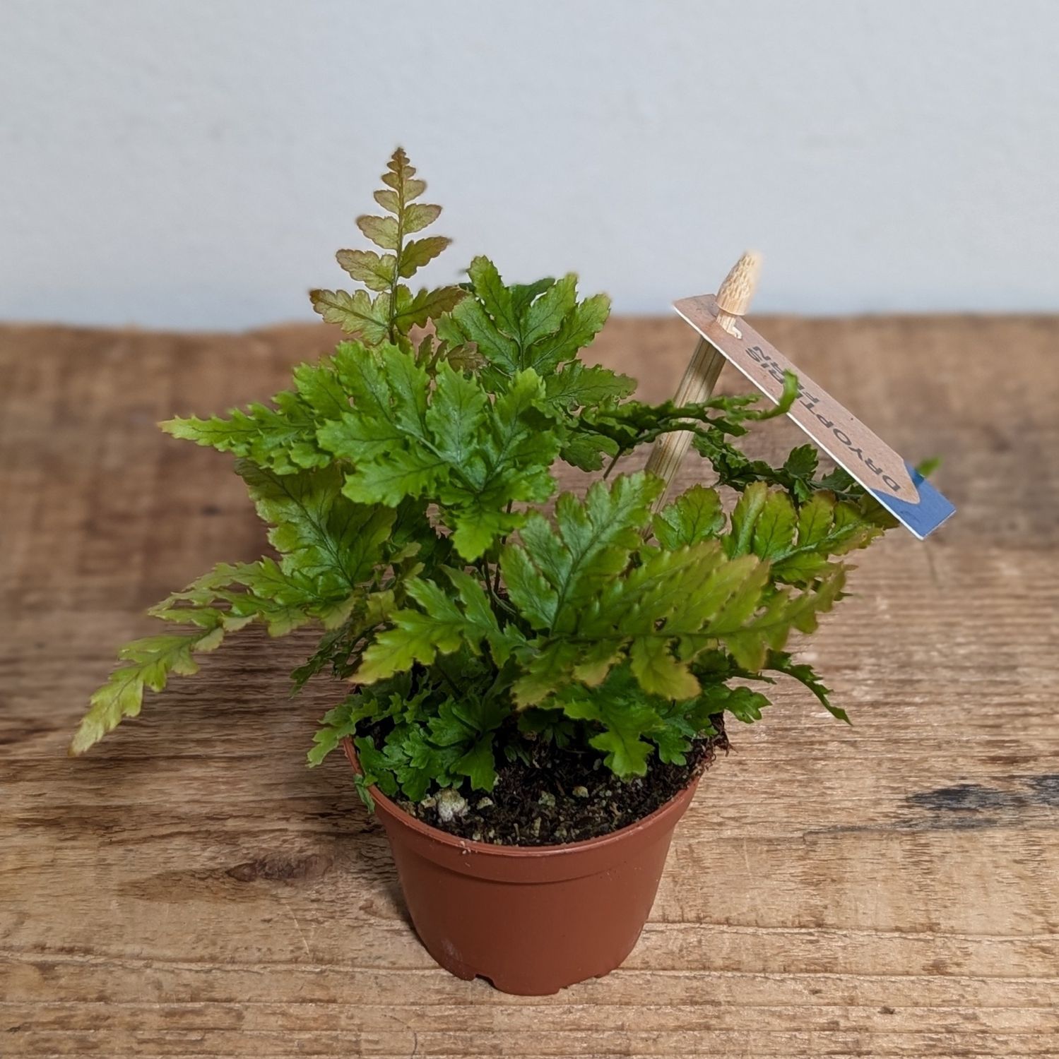 2.5&quot; Dryopteris Fern
