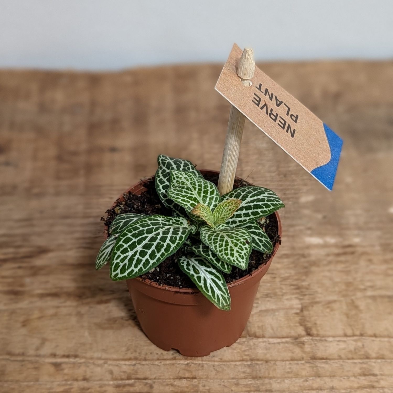 2.5&quot; Nerve Plant