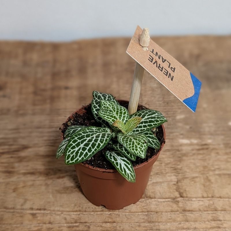 2.5&quot; Nerve Plant