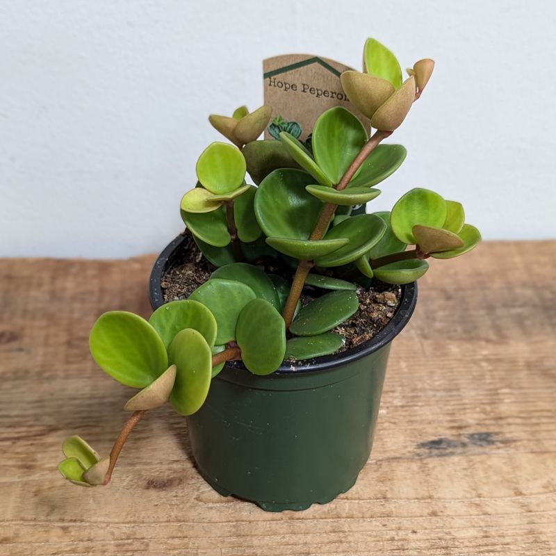 4&quot; Hope Peperomia