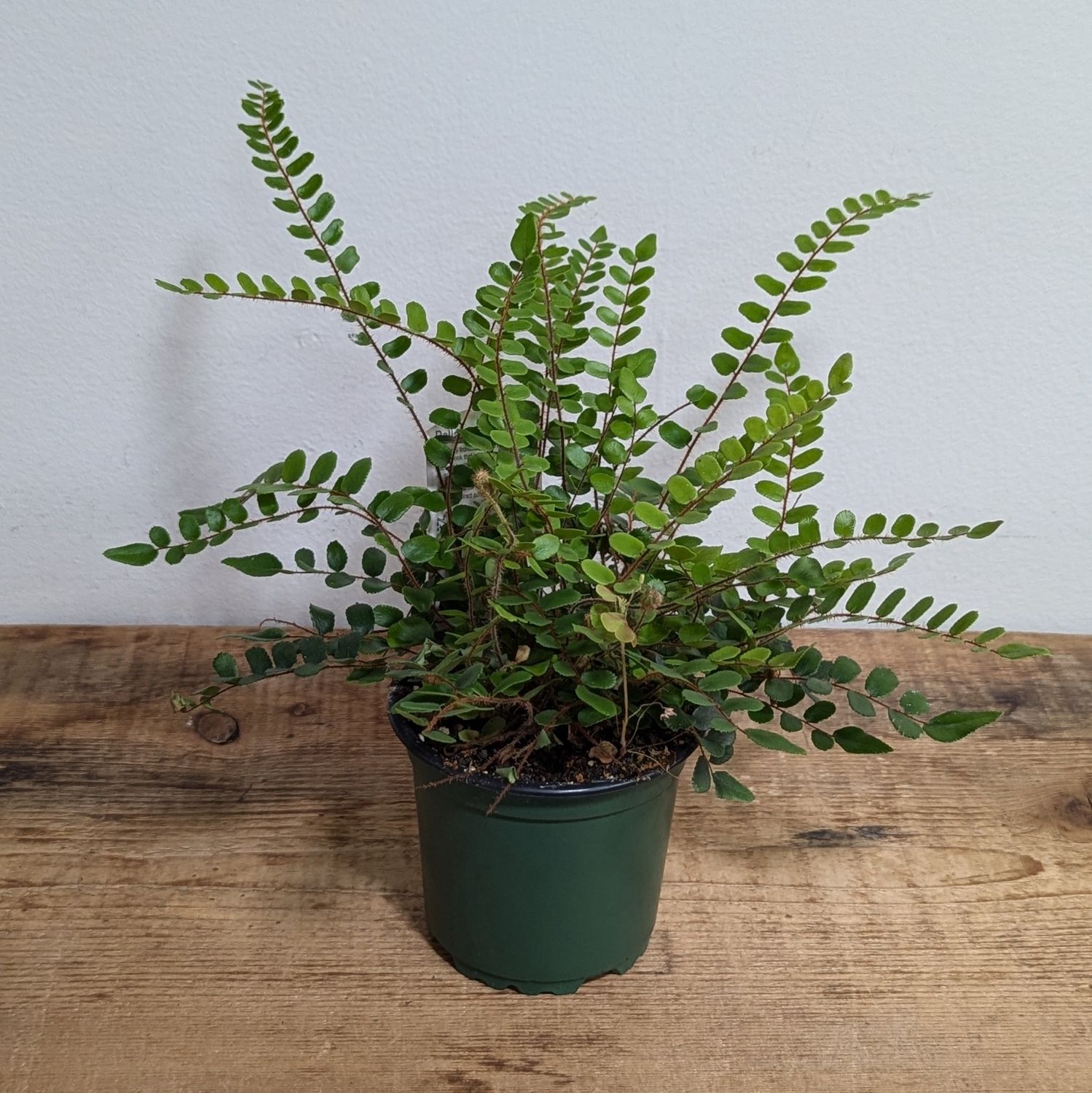 4&quot; Button Fern