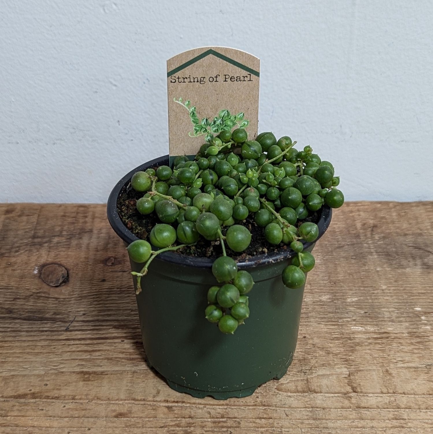 4&quot; String of Pearls