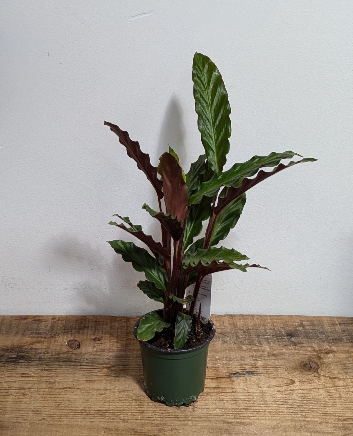 4&quot; Velvet Calathea