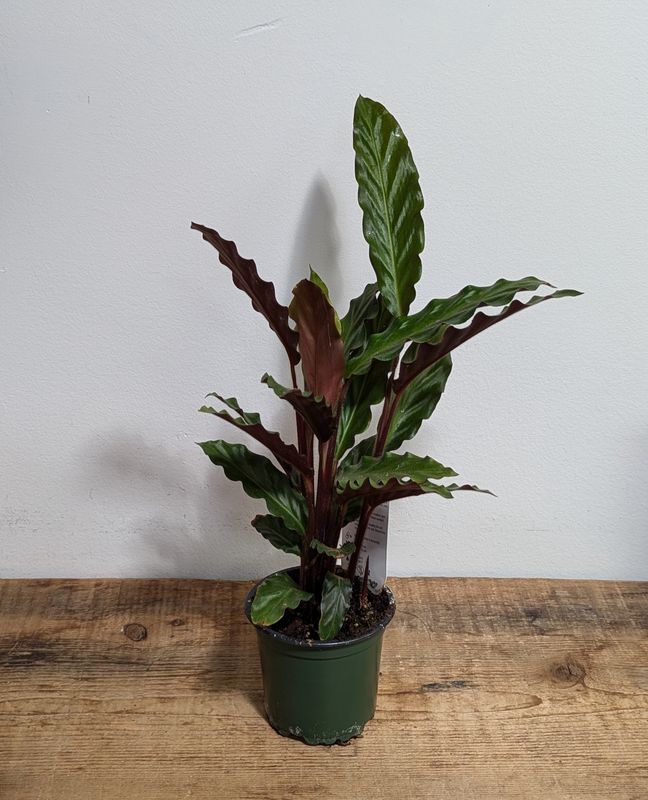4&quot; Velvet Calathea