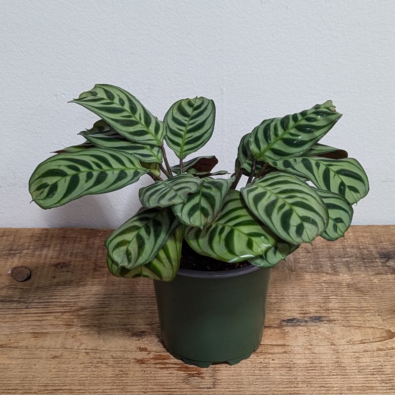 4&quot; Calathea Burle Marx