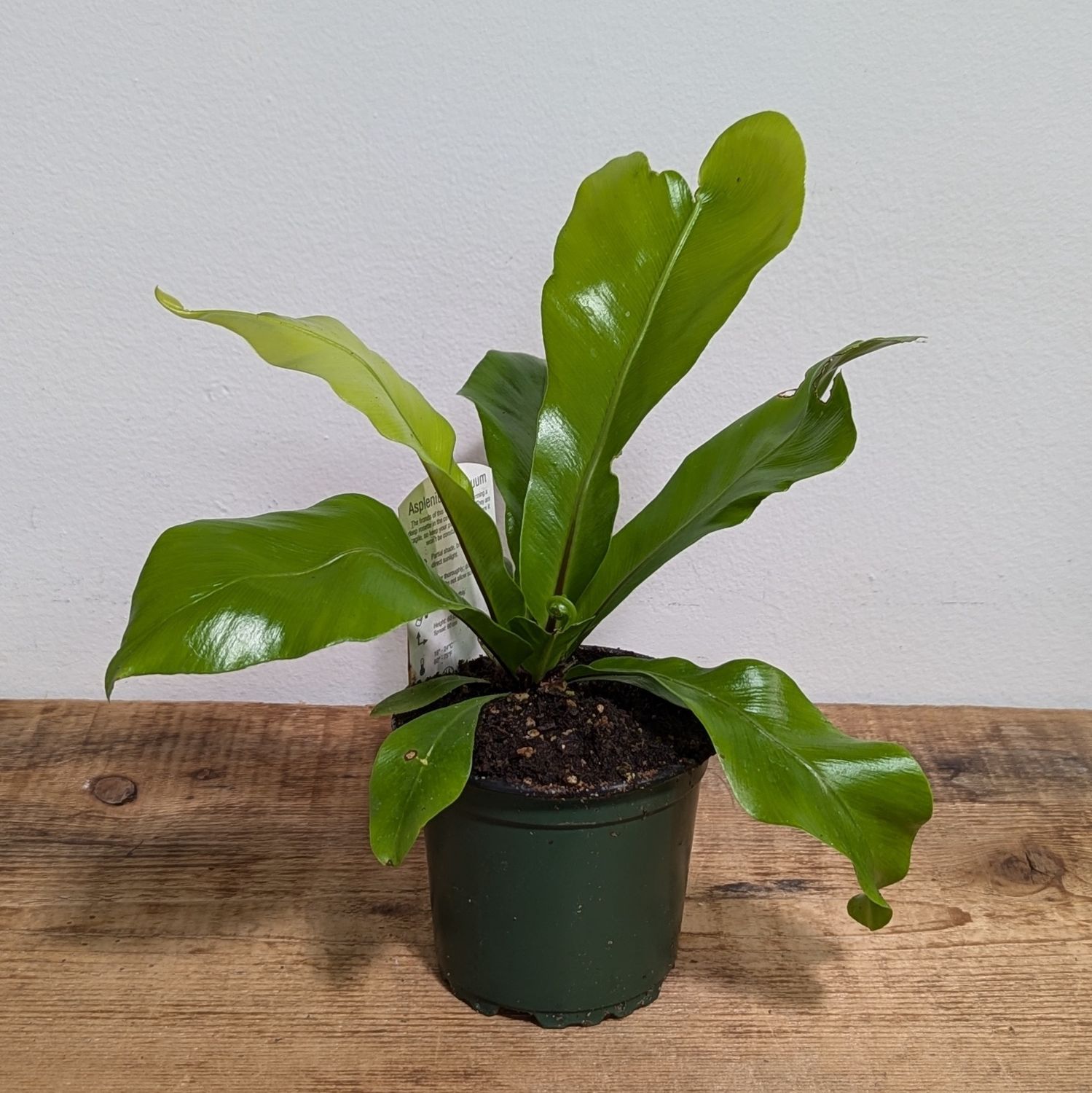 4&quot; Bird&#39;s Nest Fern