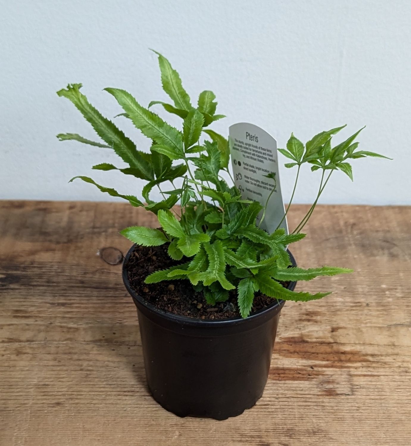 4&quot; Pteris Fern