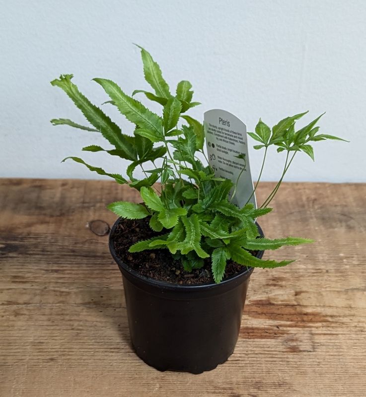 4&quot; Pteris Fern