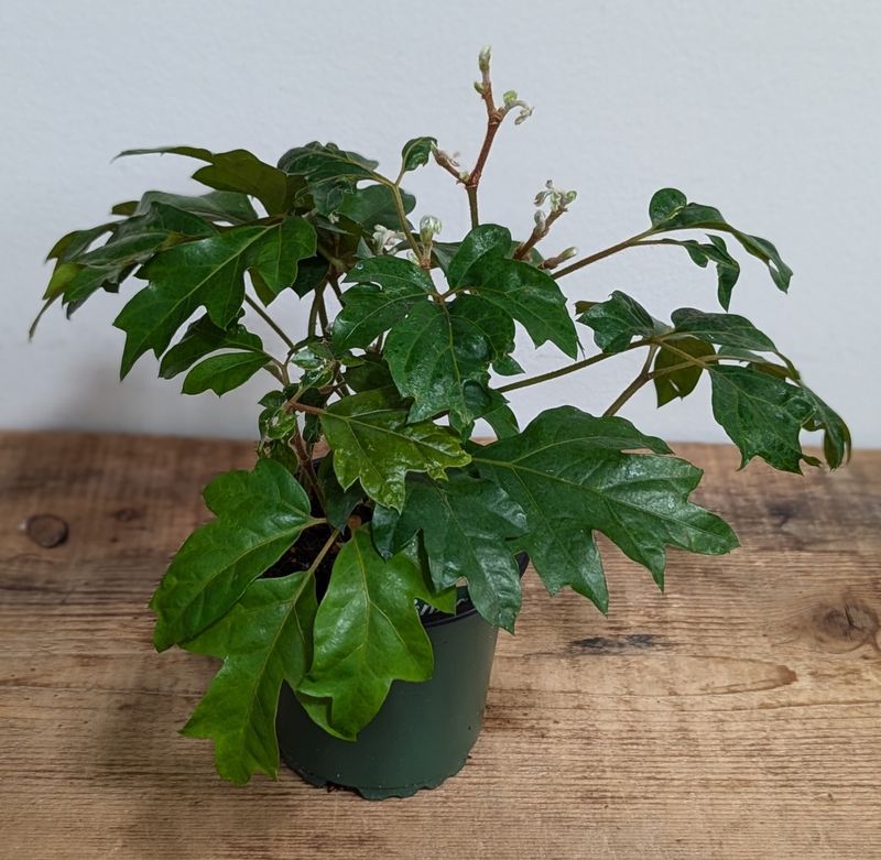 4&quot; Oak Leaf Ivy
