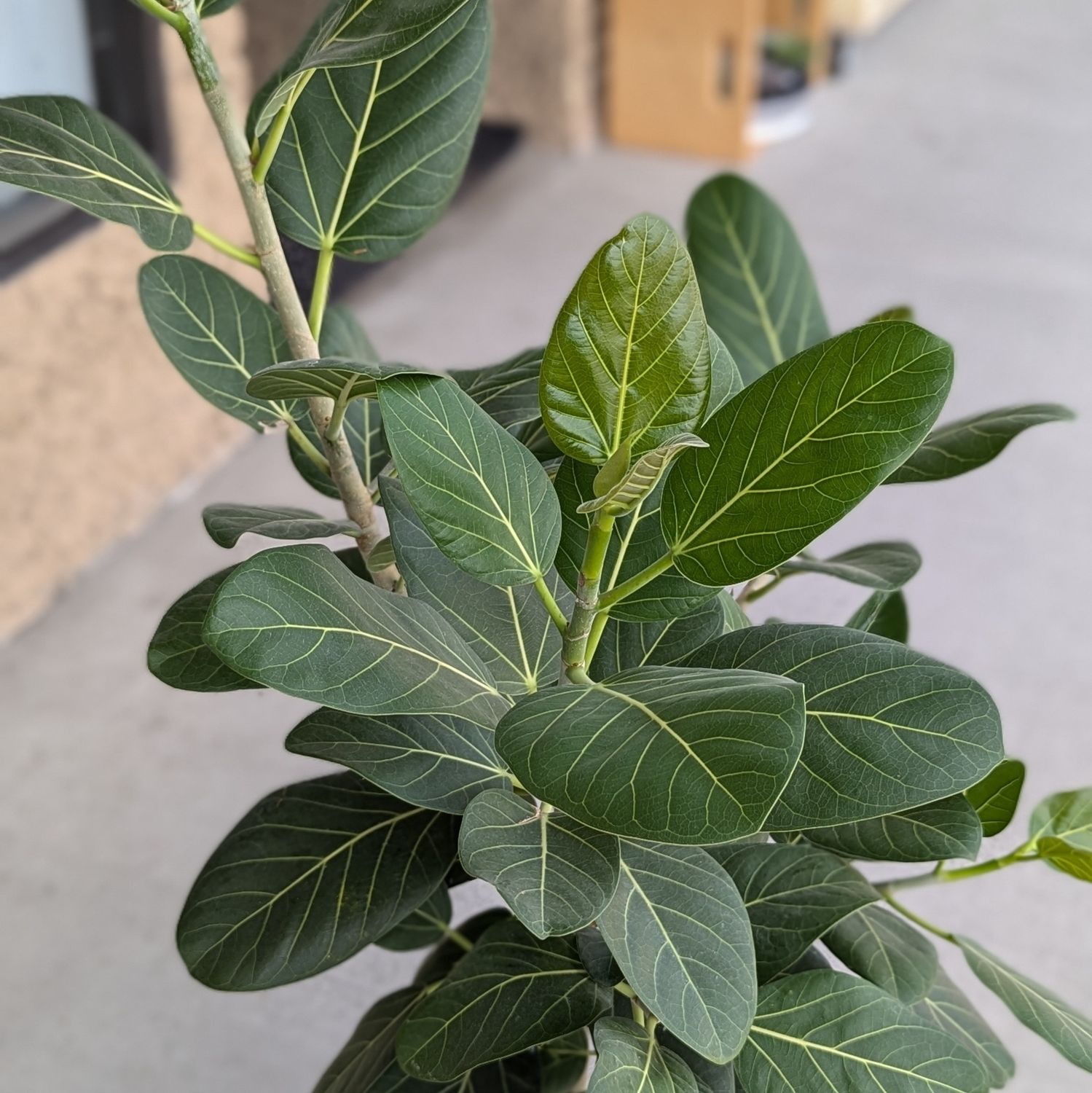3 Gallon Ficus Audrey Tree
