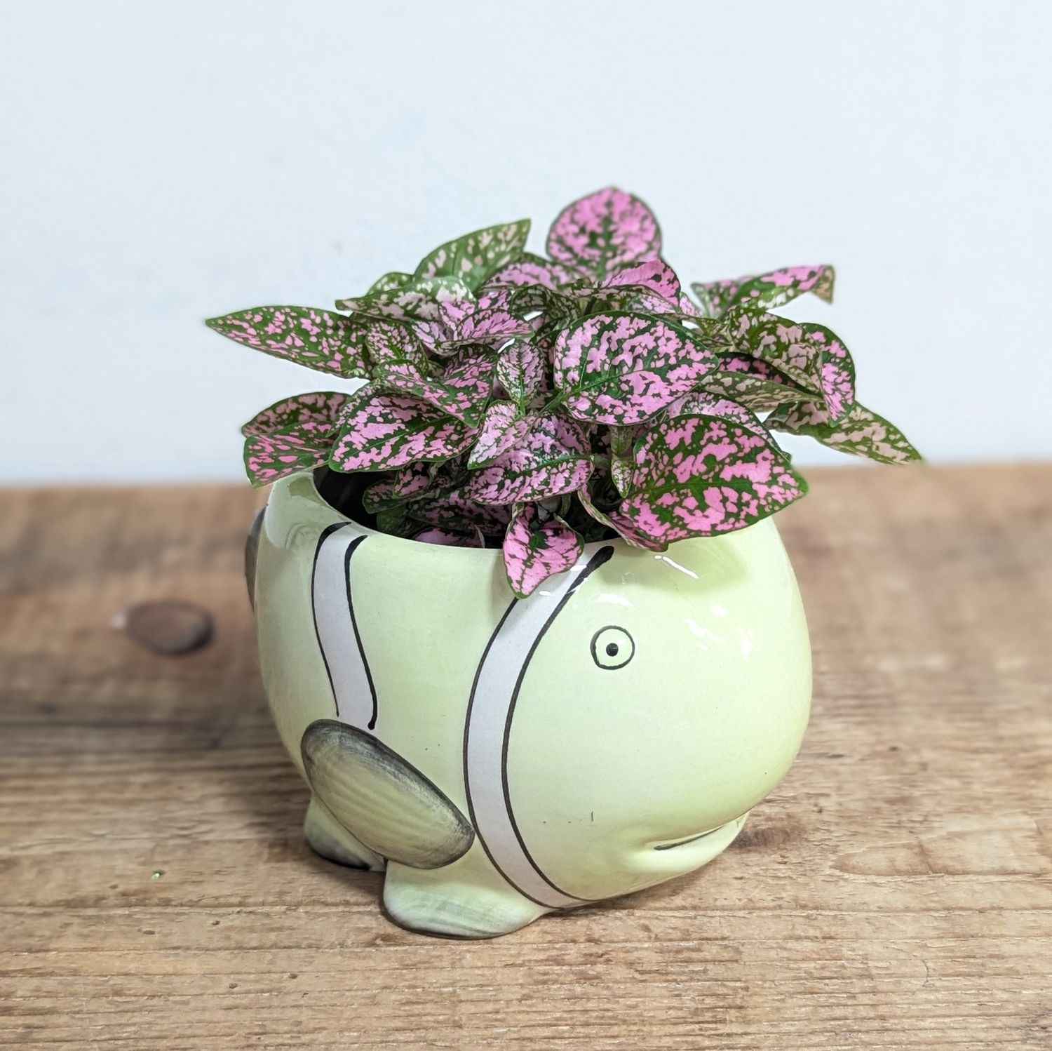 2&quot; Pink Polka Dot Plant In Green Fish Pot