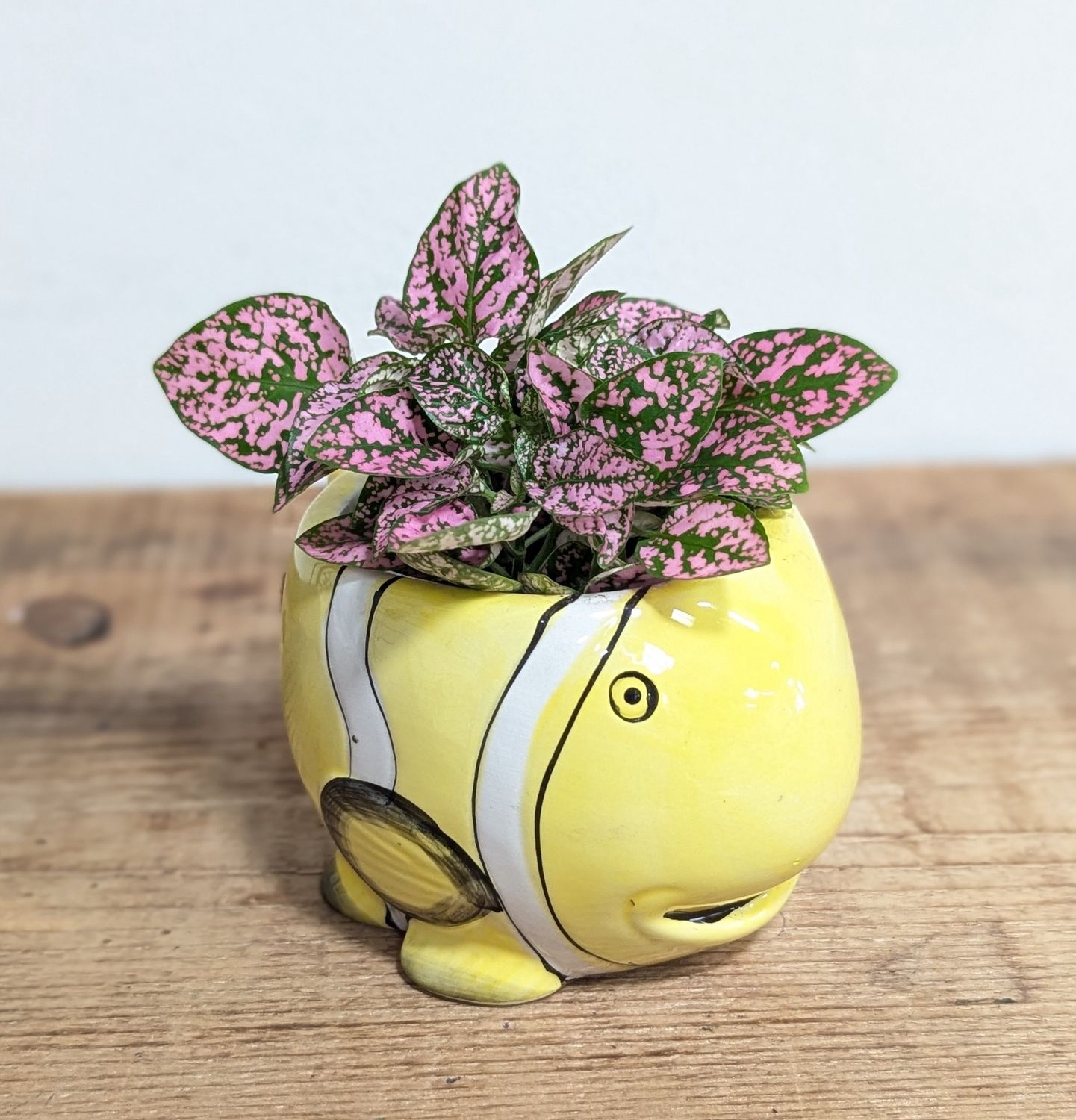 2&quot; Pink Polka Dot In Yellow Fish Pot
