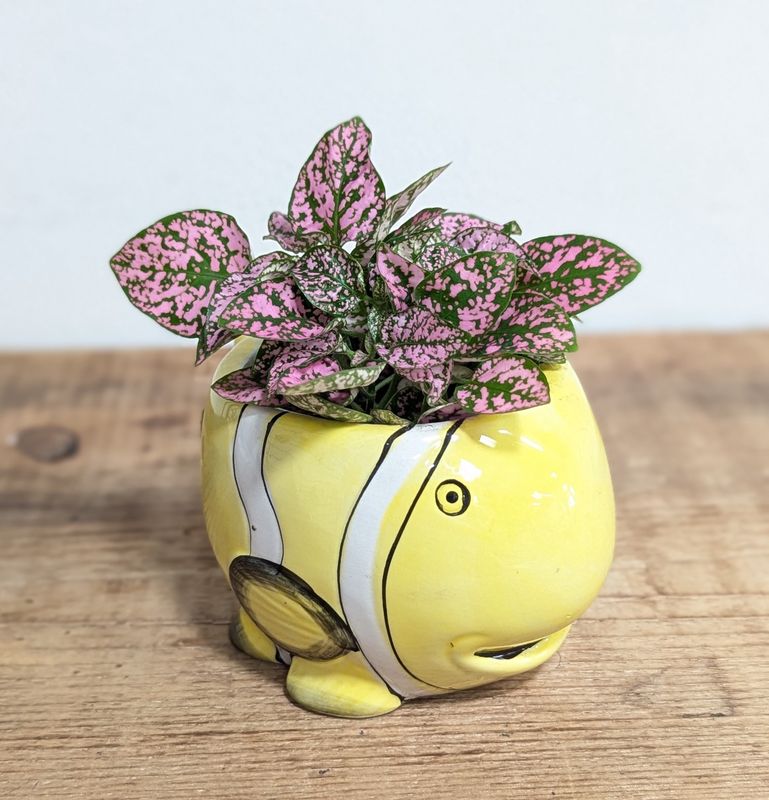 2&quot; Pink Polka Dot In Yellow Fish Pot
