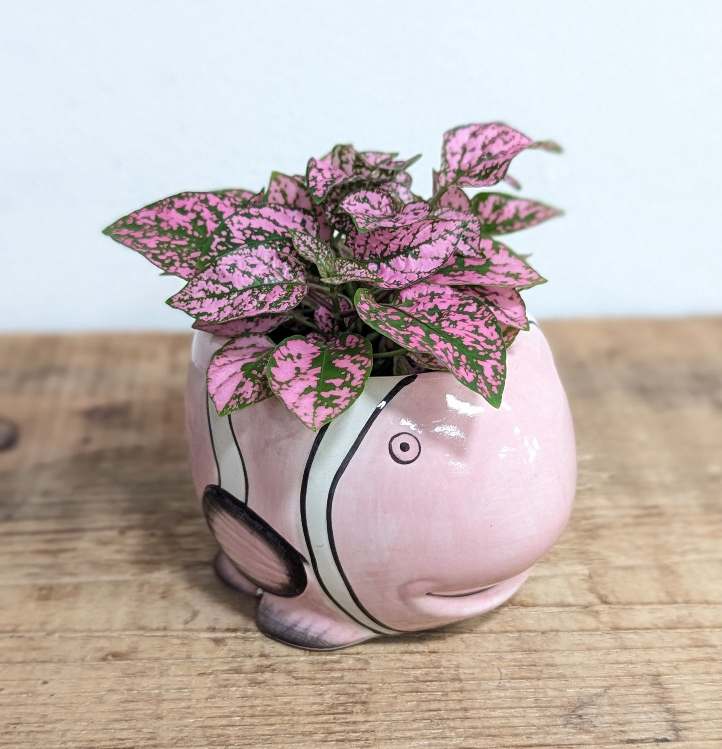 2&quot; Pink Polka Dot Plant In Pink Fish Pot