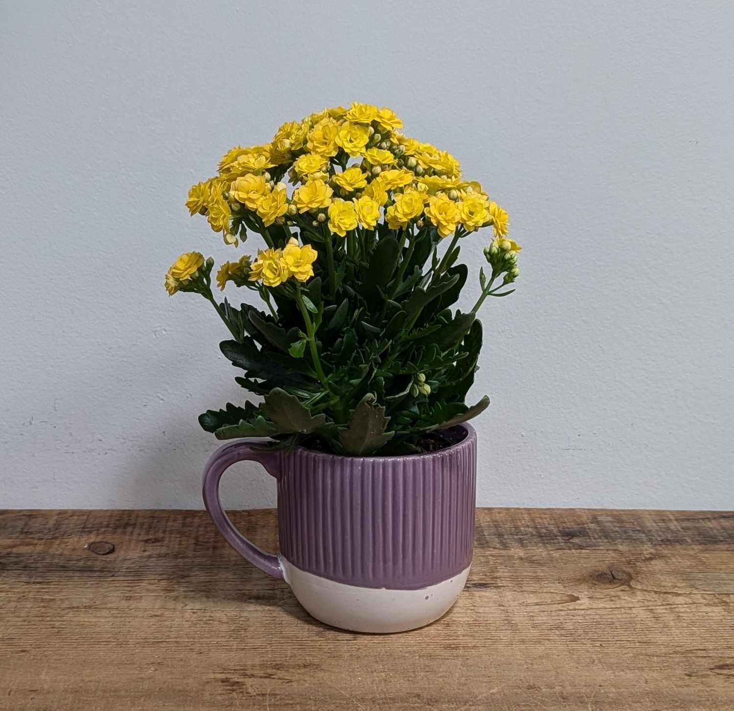 4&quot; Yellow Kalanchoe In Purple Mug Pot