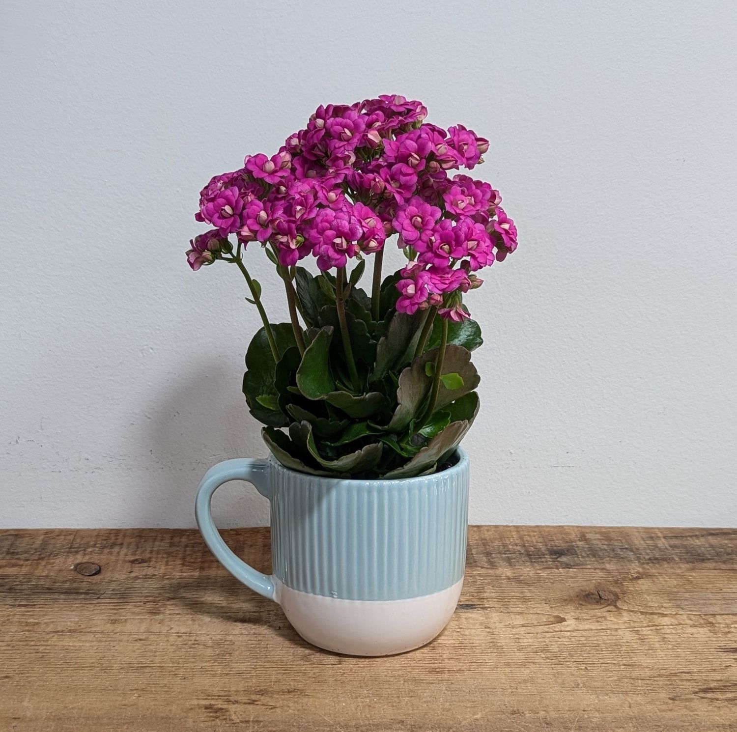 4&quot; Pink Kalanchoe In Blue Mug Pot