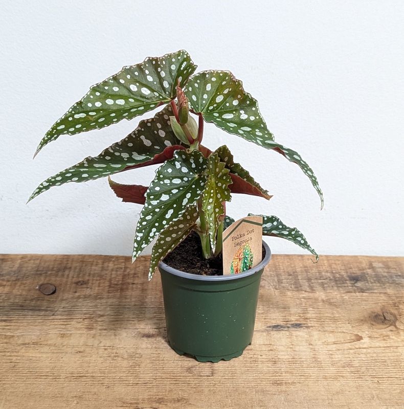 4&quot; Polka Dot Begonia