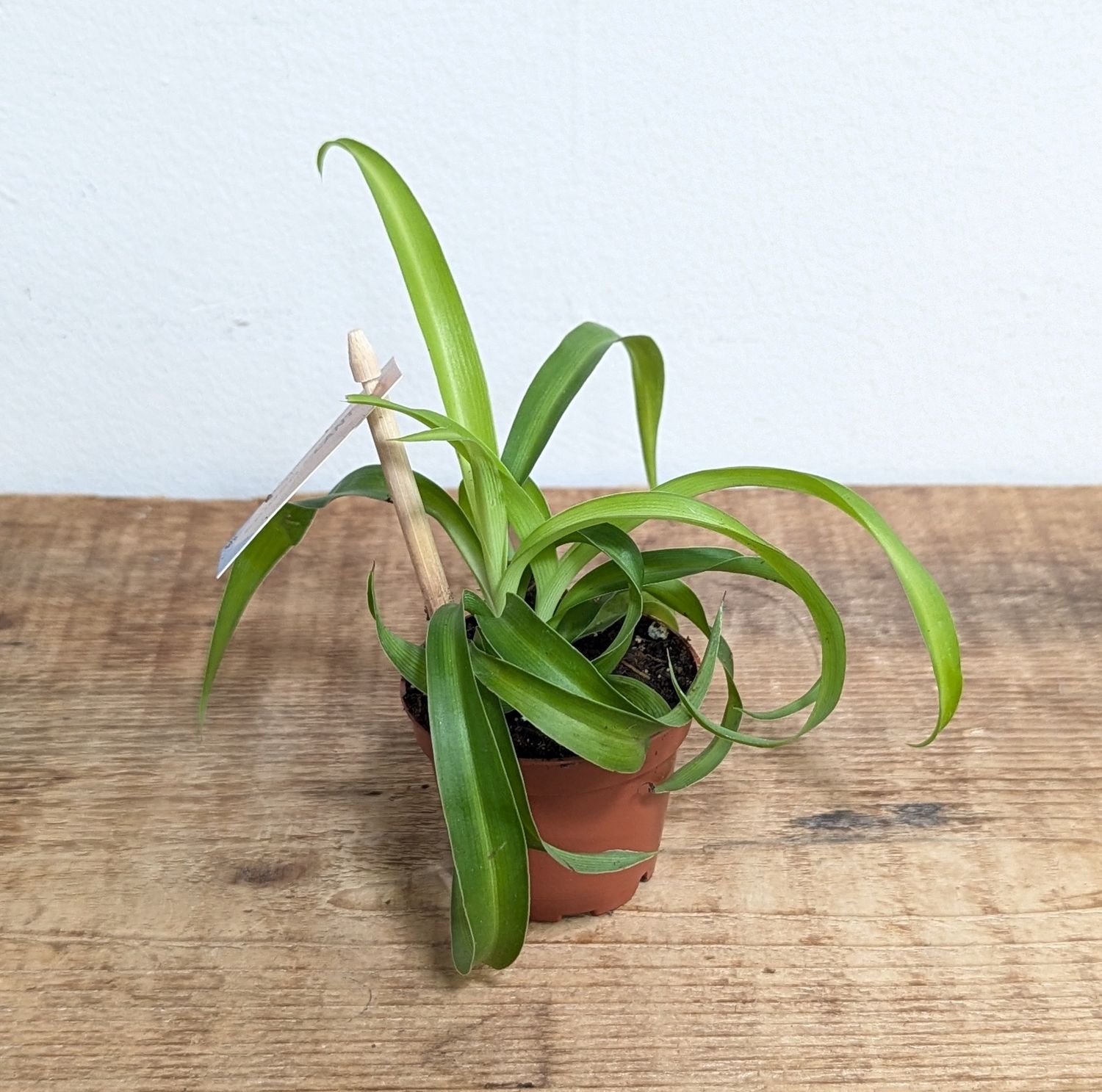 2.5&quot; Green Spider Plant