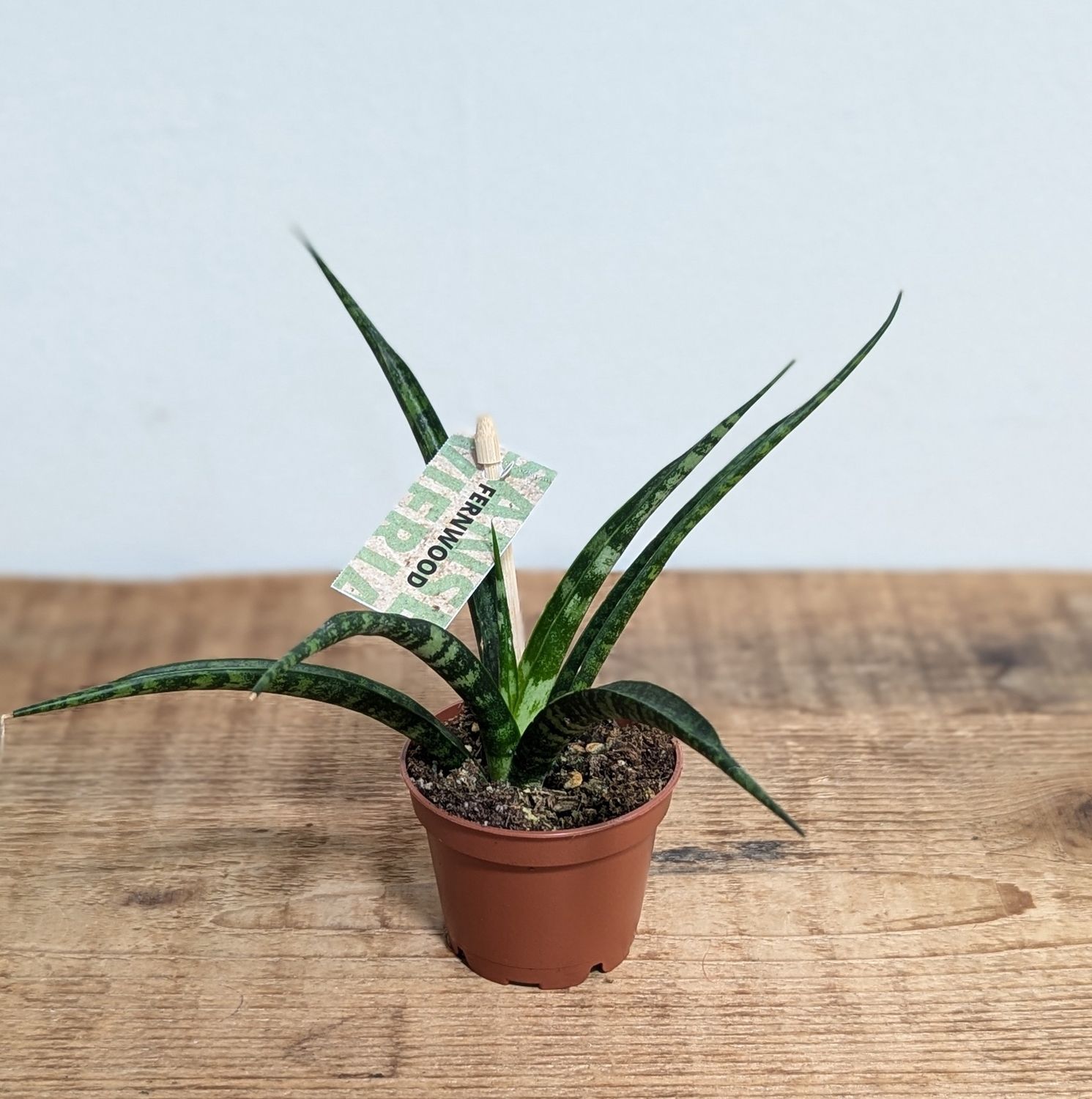 2.5&quot; Fernwood Snake Plant