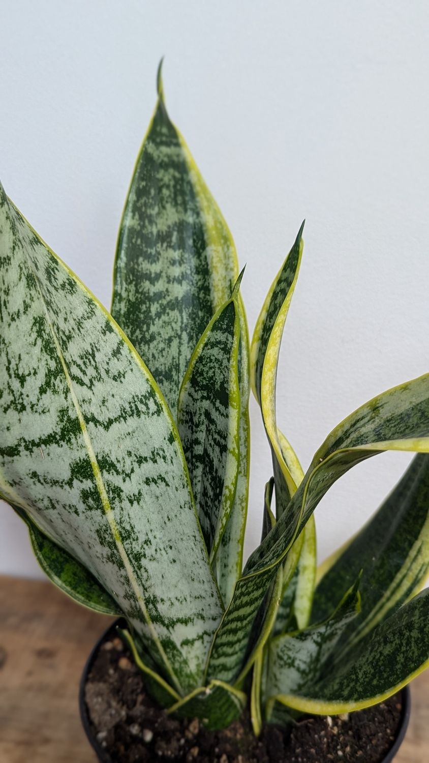 6&quot; Variegated Snake Plant