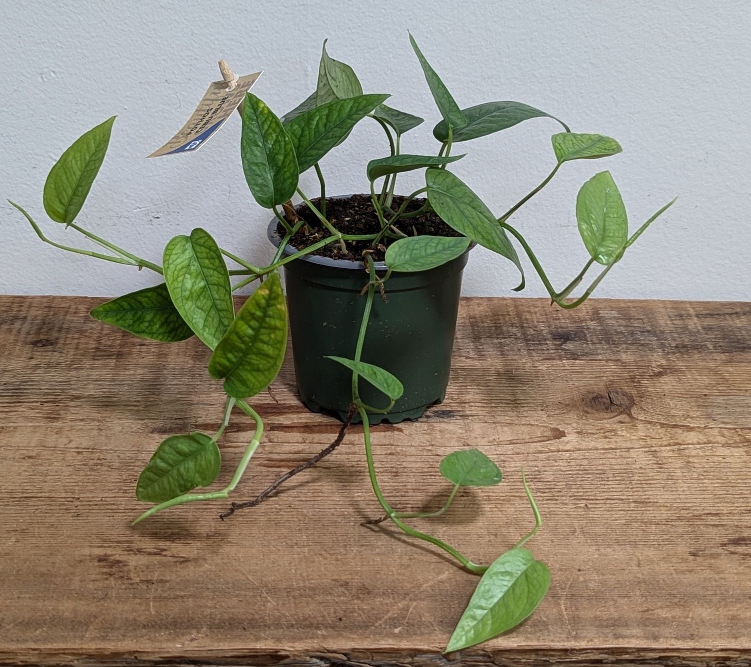 4&quot; Cebu Blue Pothos