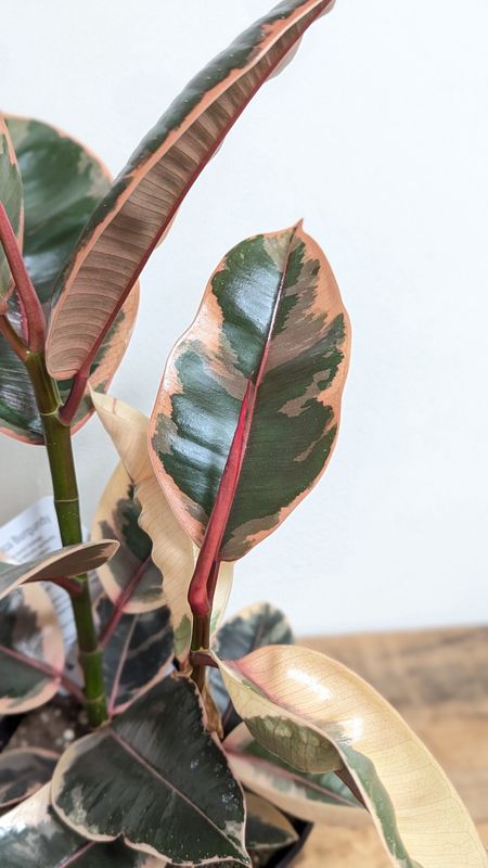 6&quot; Variegated Rubber Plant