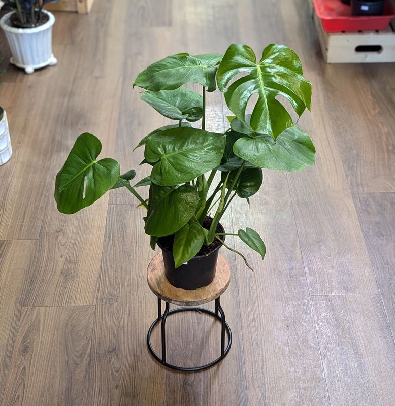 6&quot; Monstera Deliciosa