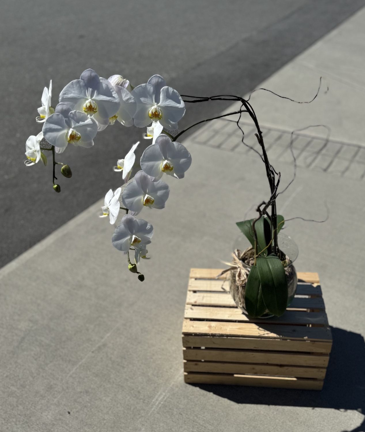Double Stem White Orchid Potted Vase