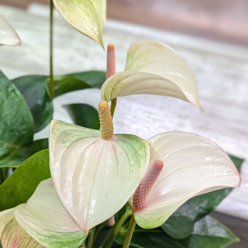 6&quot; White Anthurium In  Decorative Sleeve