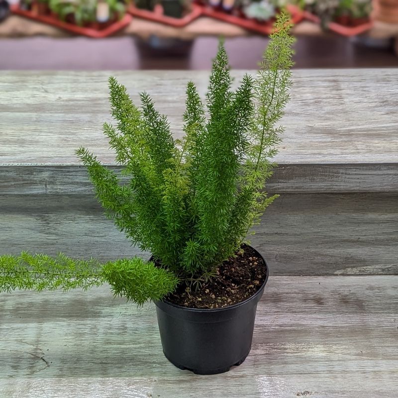 6&quot; Foxtail Fern