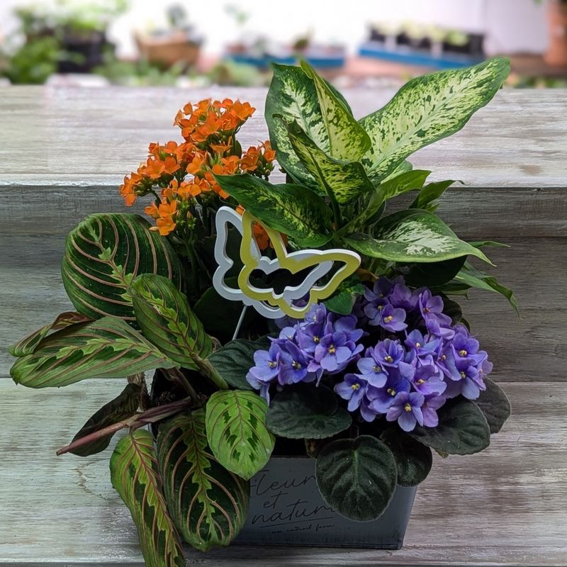 8&quot; Blue Square Nature Tin Planter