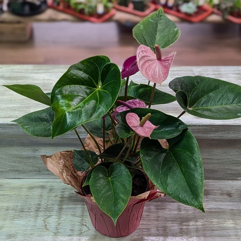 6&quot; Purple Anthurium In Decorative Sleeve