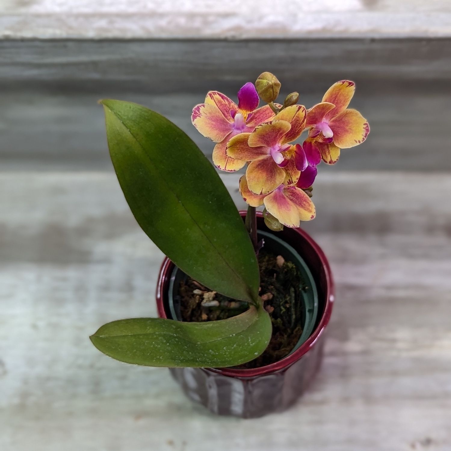 4&quot; Fuschia and Tan Phalaenopsis Orchid In Pot