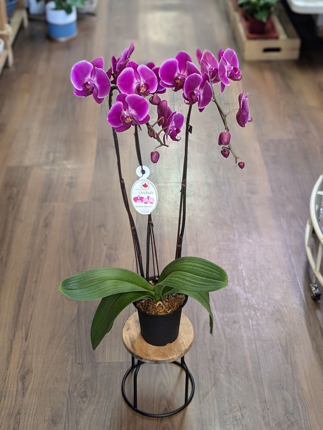 4&quot; Triple Stem Purple Orchid
