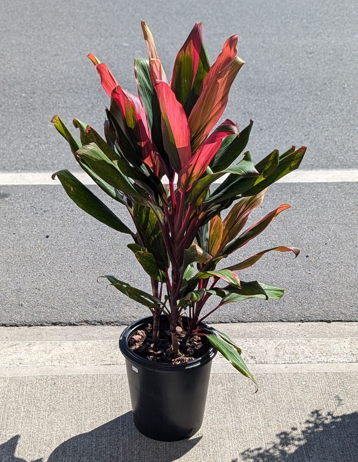 10&quot; Cordyline Kiwi
