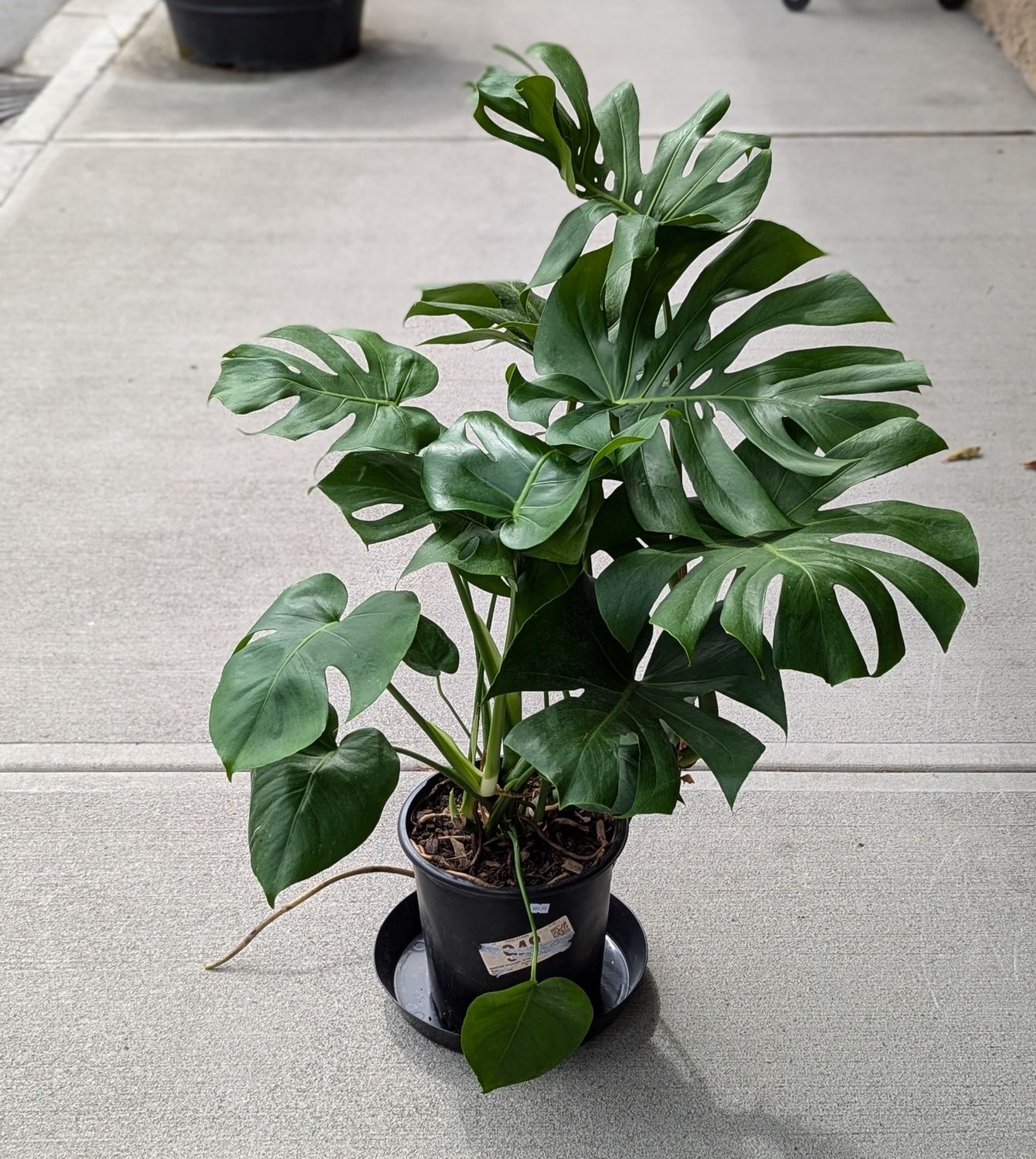 10&quot; Monstera Deliciosa