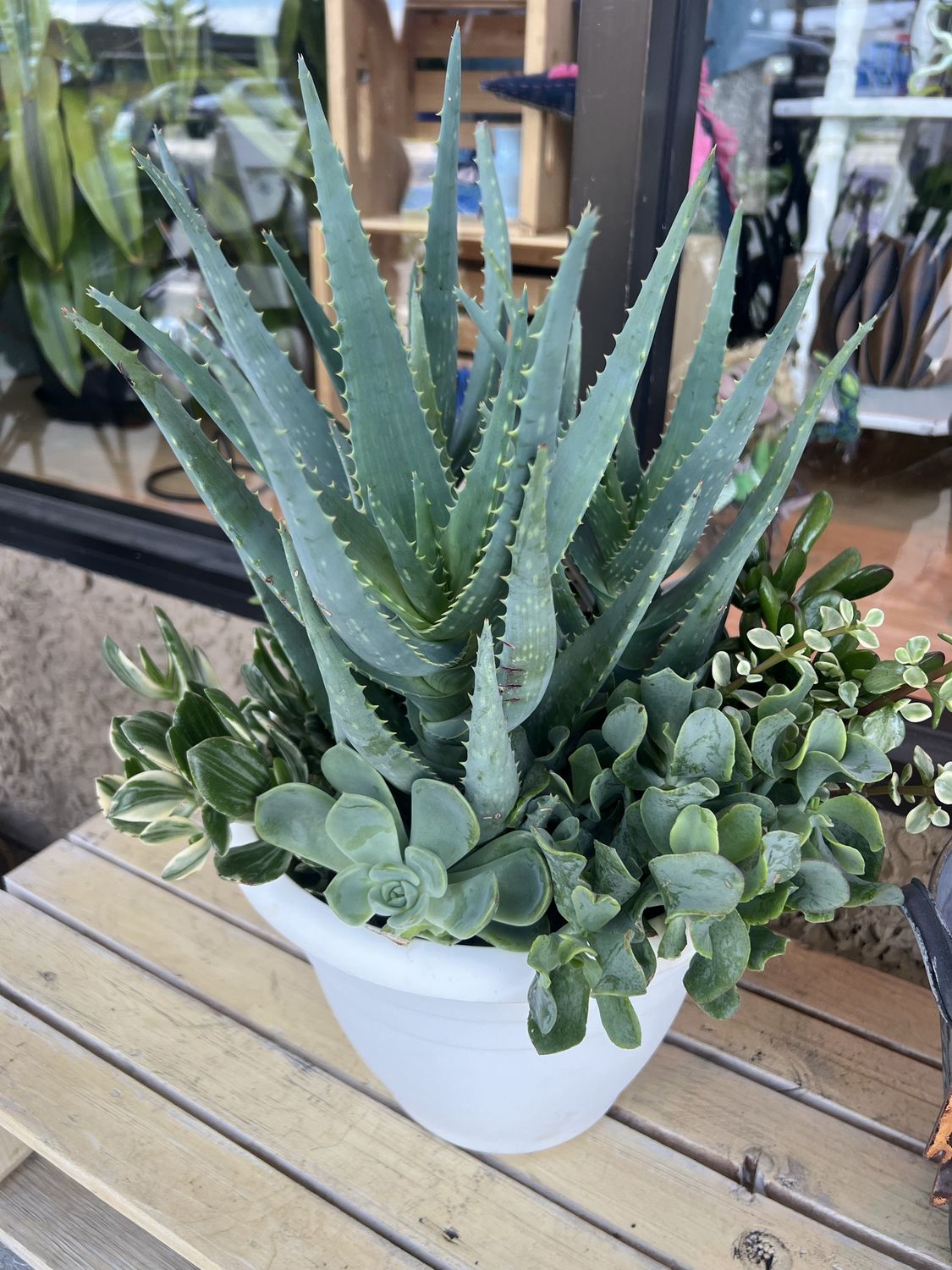 Succulent Mix Planter 12”
