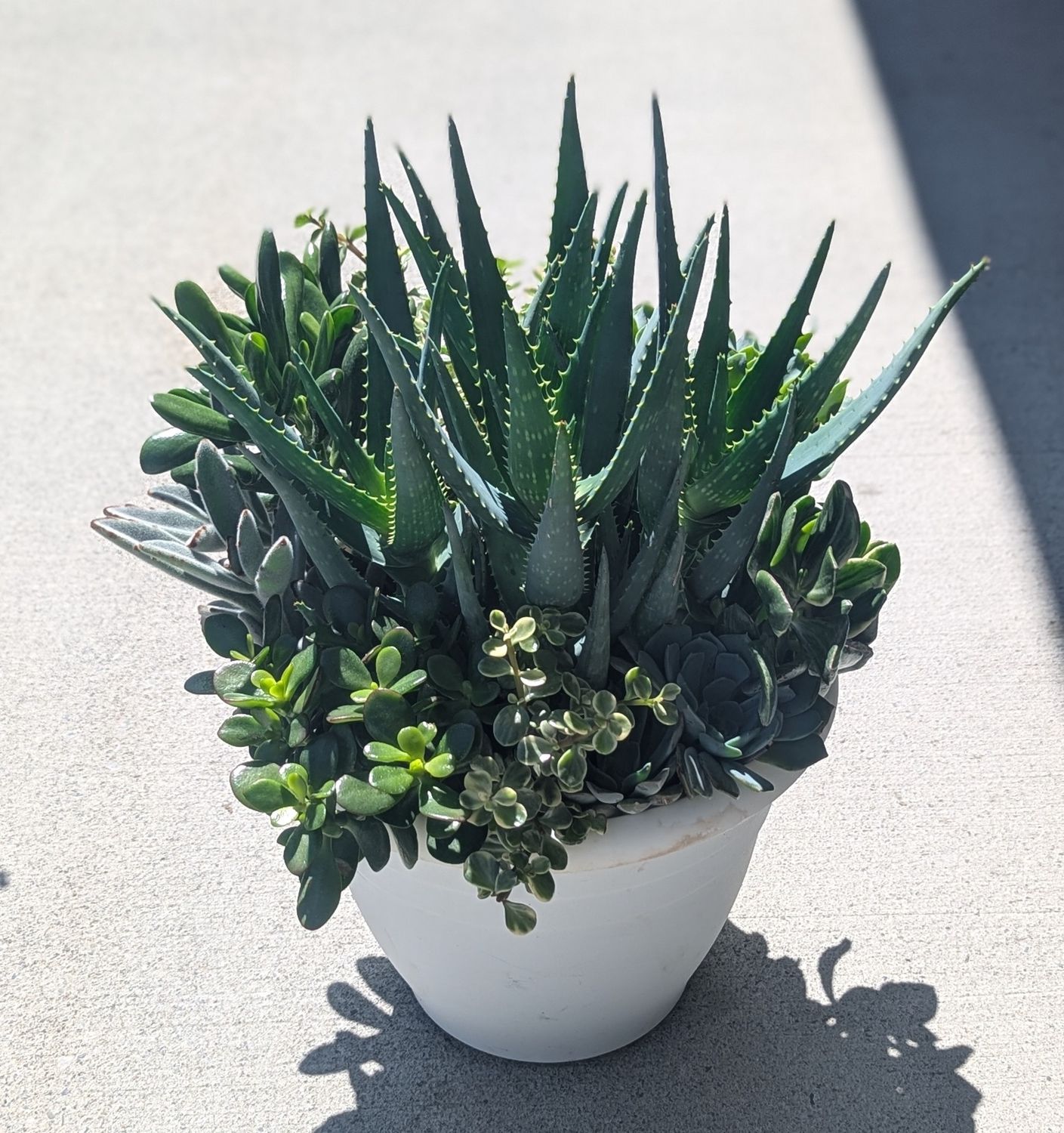 6&quot; Mixed Succulent Planter