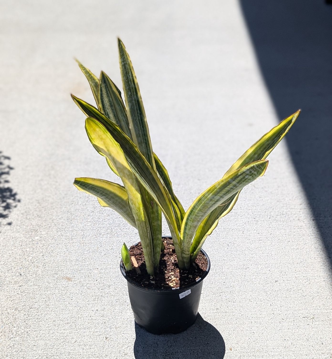 6&quot; Snake Plant &quot;Lauren&quot;