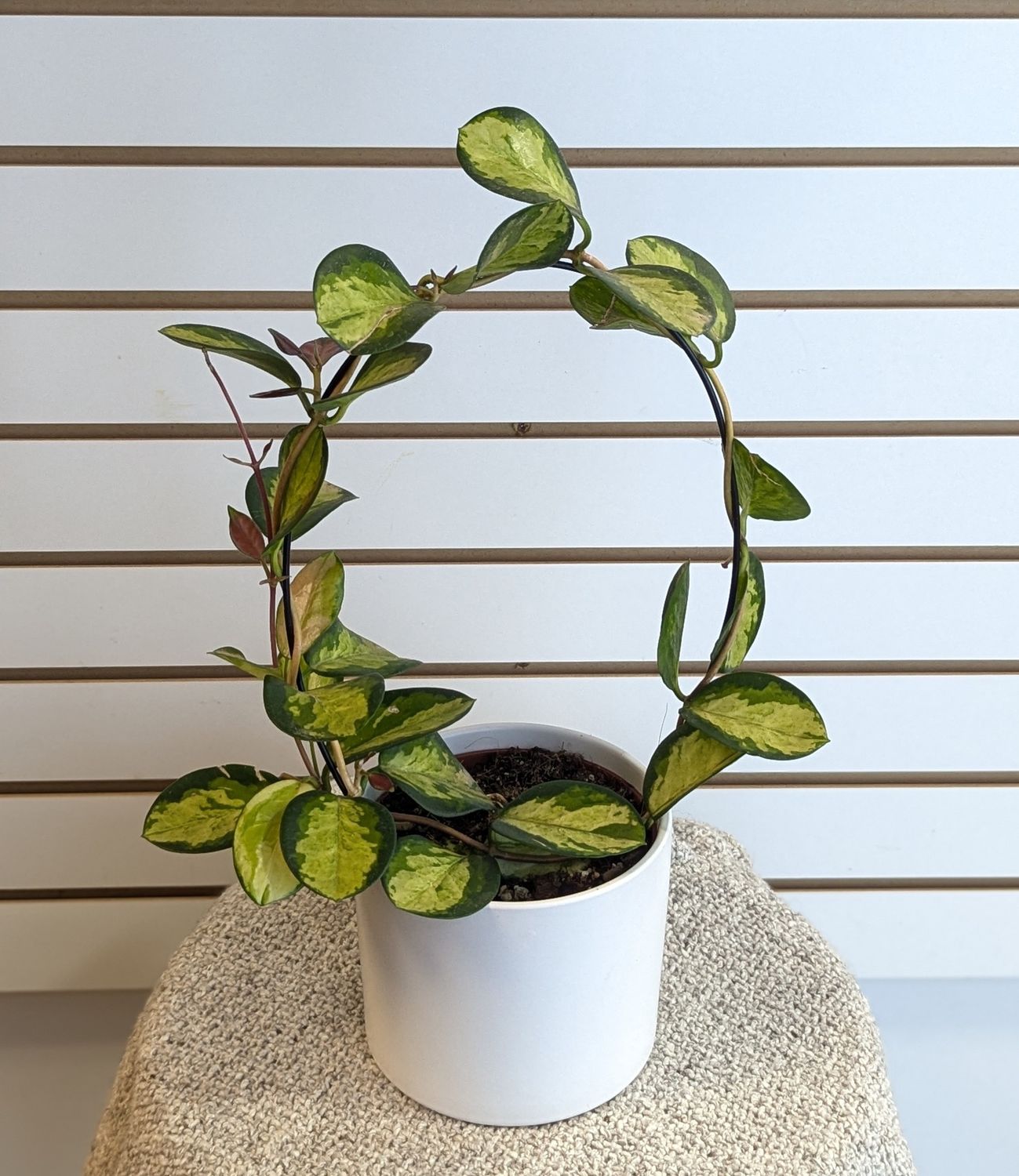 5&quot; Hoya Australis In White Pot