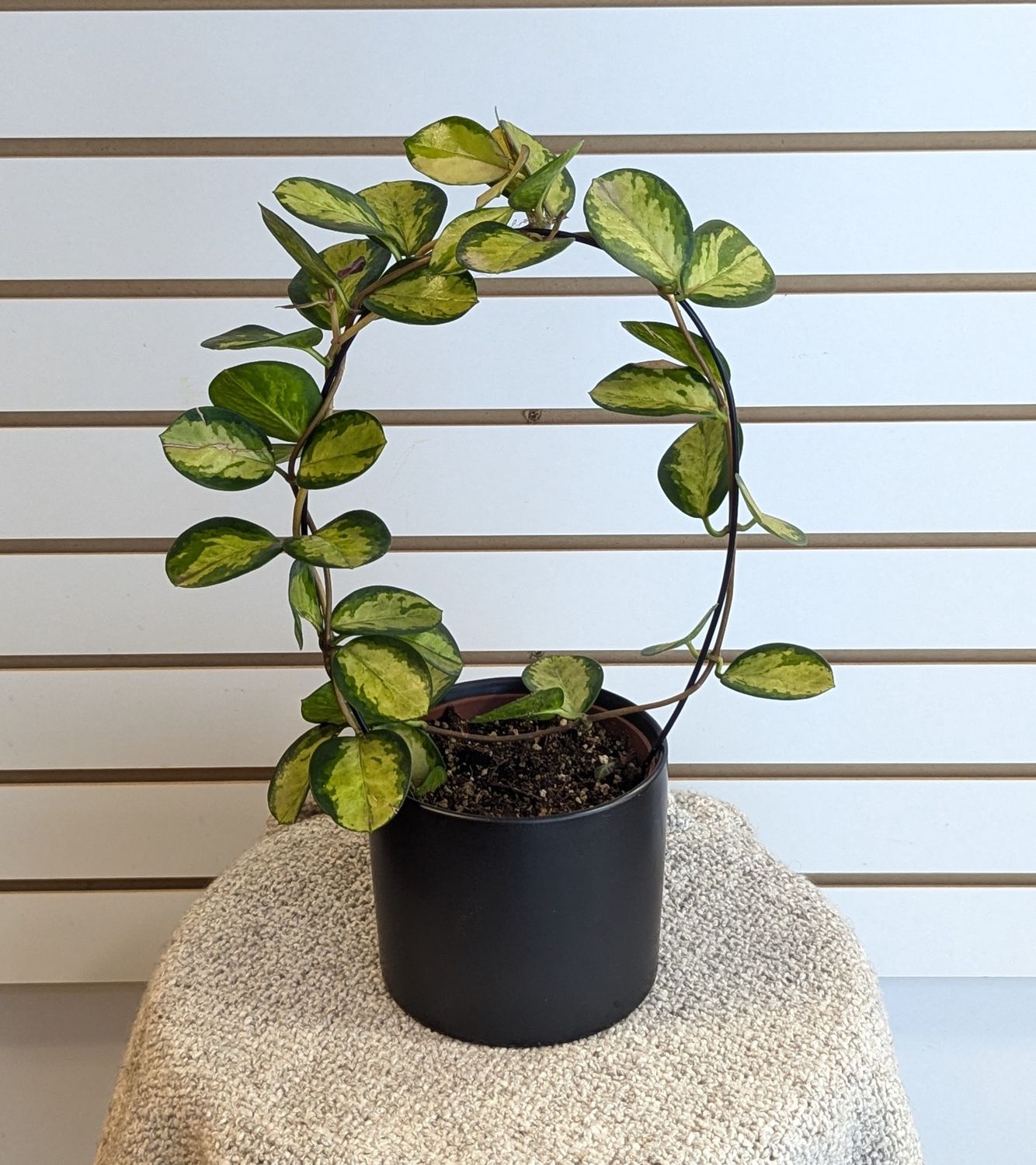 5&quot; Hoya Australis In Black Pot