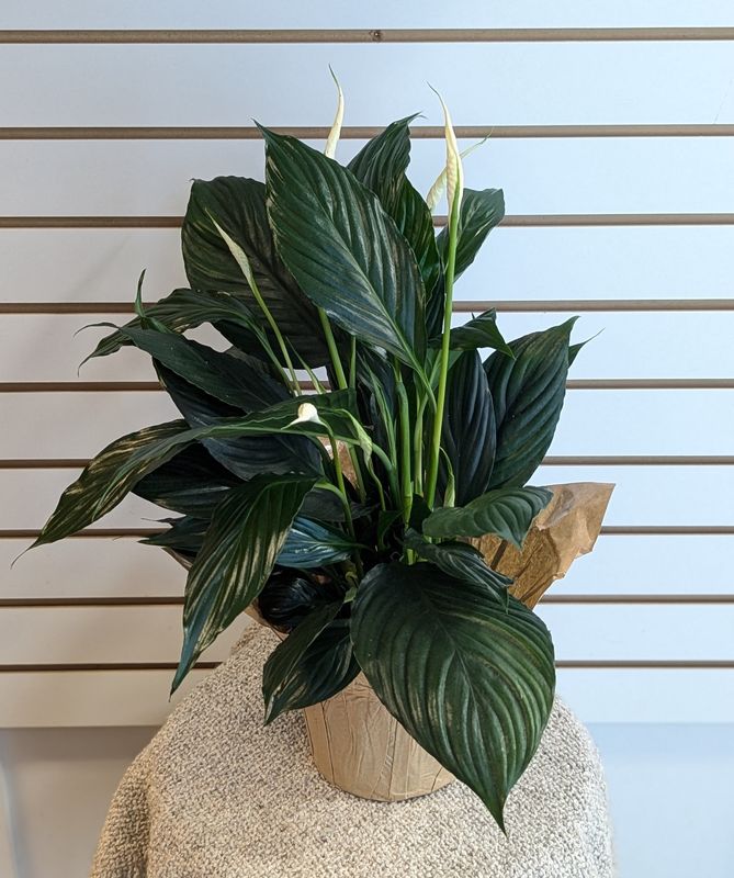 6&quot; Peace Lily In Sleeve