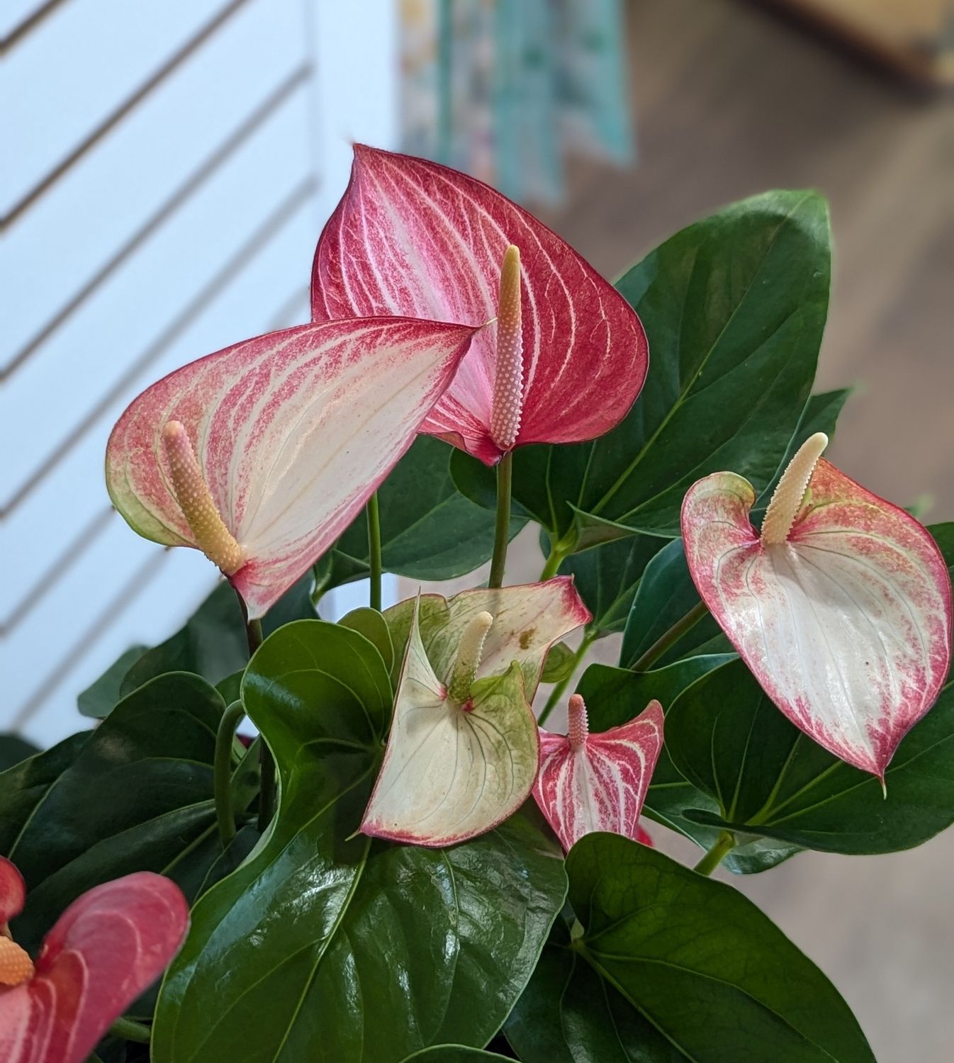 6&quot; Red Striped Anthurium In Sleeve