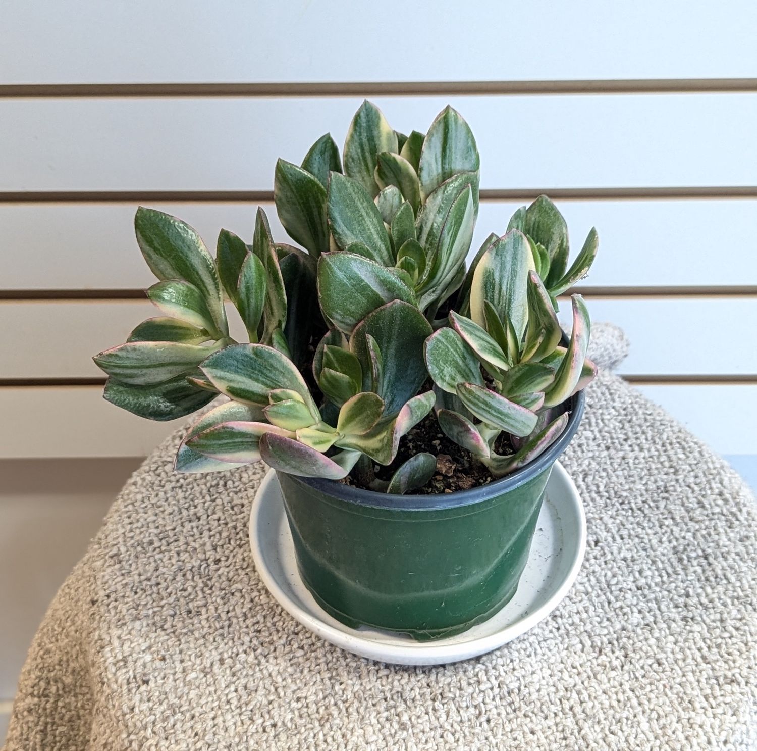 6&quot; Variegated Jade Plant