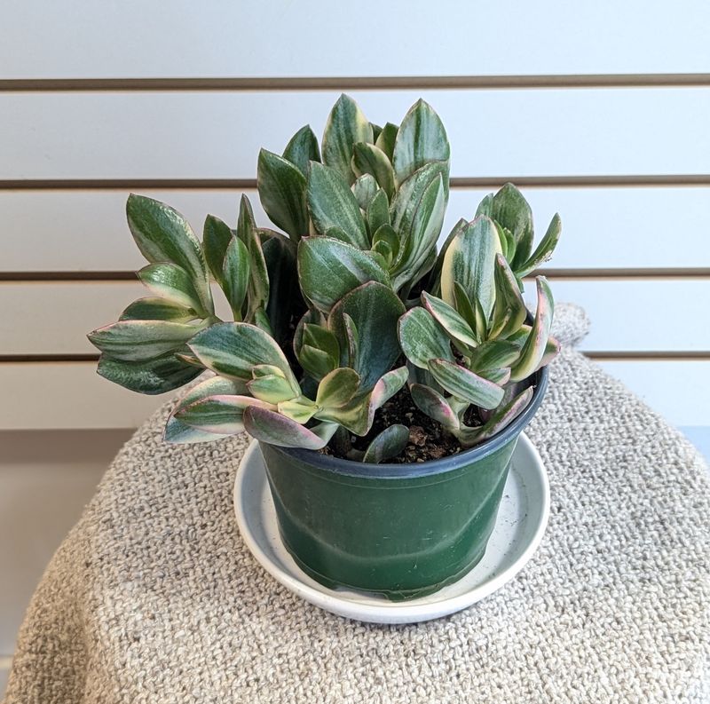 6&quot; Variegated Jade Plant