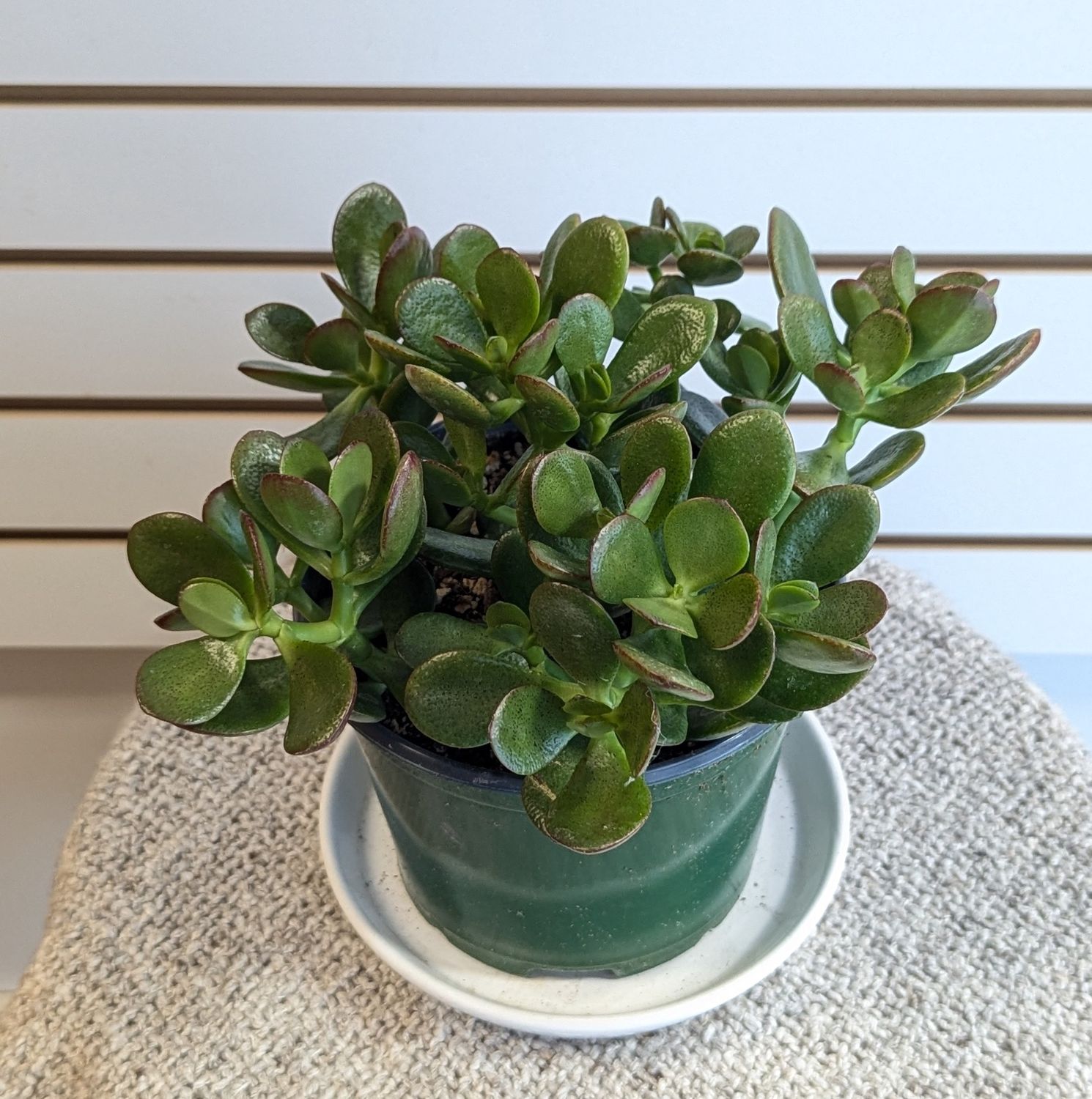 6&quot; Jade Plant