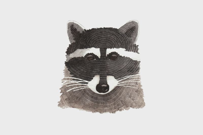 5 x 7 Raccoon Watercolour Print