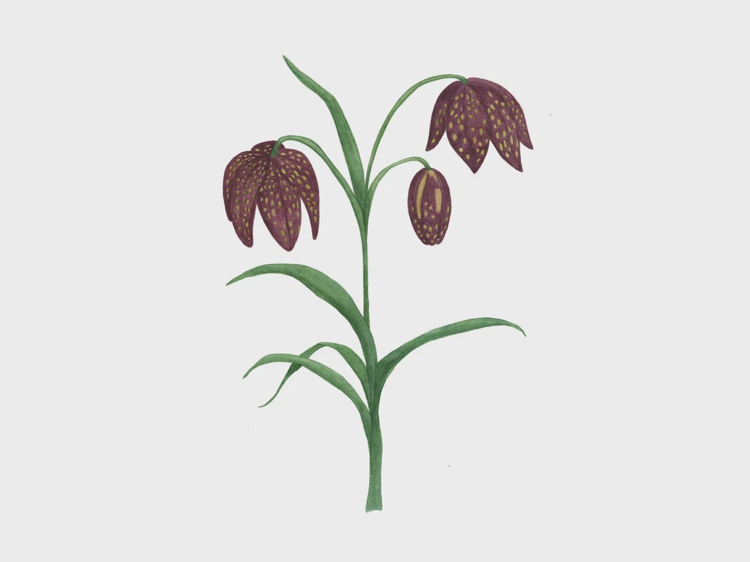Chocolate Lily 8 x 10 Watercolour Print